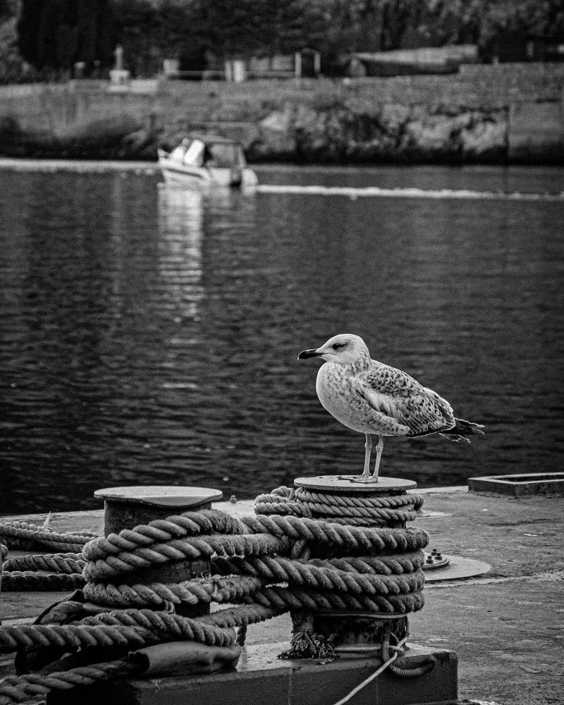 Tourist, winter version.