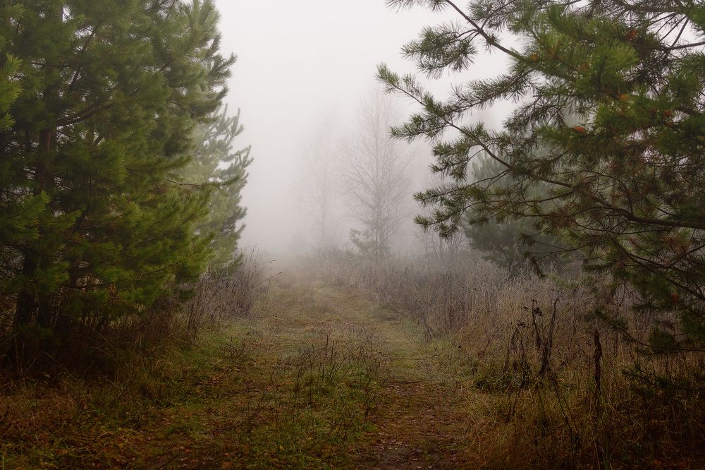 Photograph by Дементьев Владимир