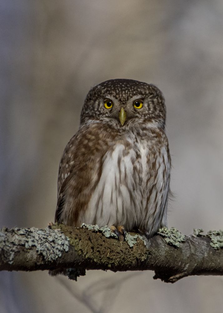Фотография автора Татьяна Ливеровская