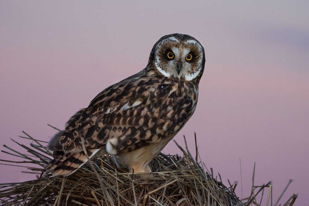 Фотография автора Татьяна Ливеровская