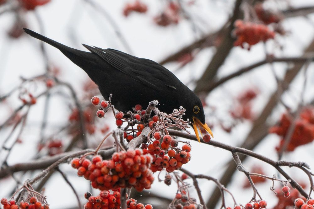 Photograph by Viktor Makarov