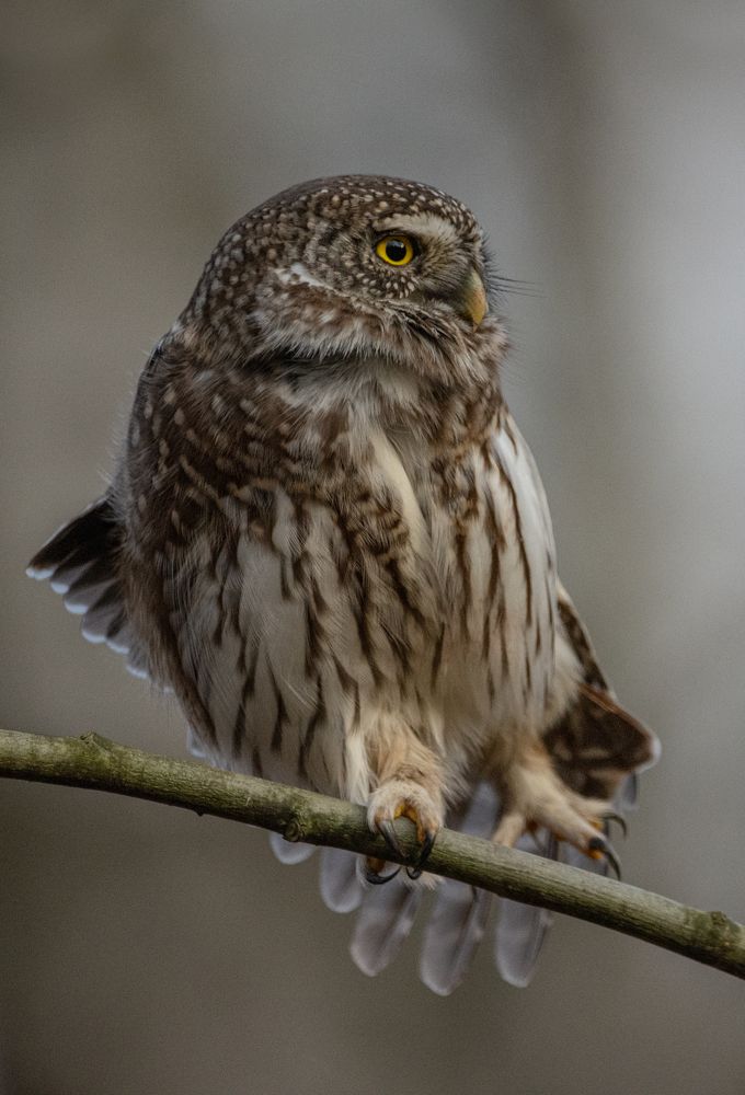 Фотография автора Татьяна Ливеровская
