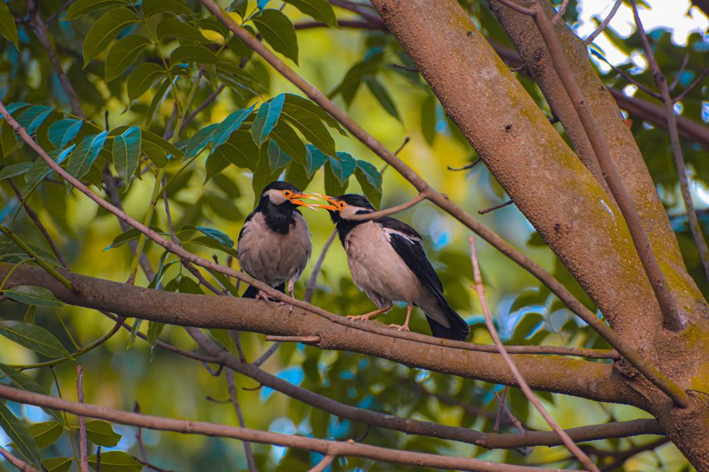 Photograph by Abu fahad Saikat