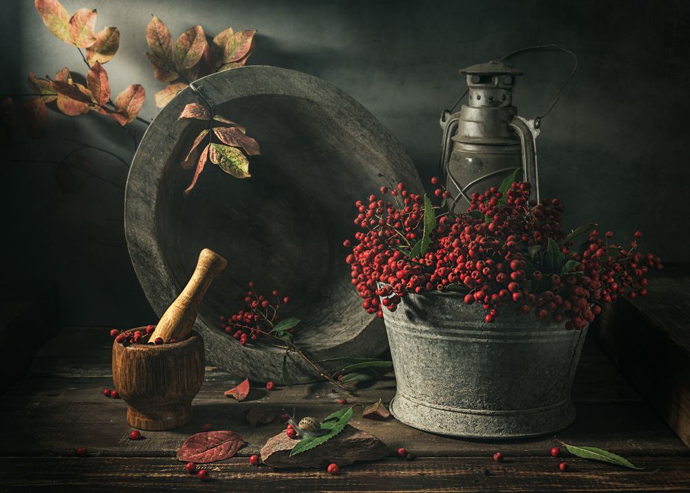 Тойон / Heteromeles arbutifolia