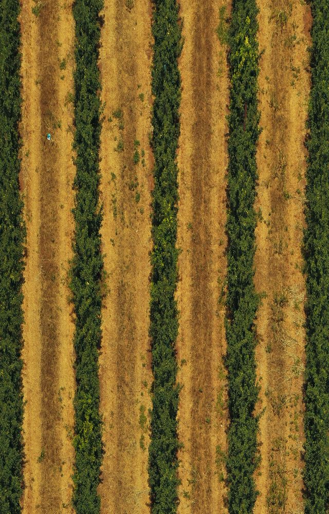 Photograph by Mohamed Kaouche