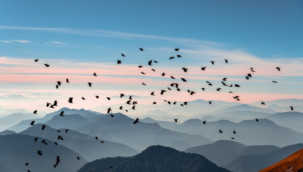 Фотография автора digvijay singh janoti