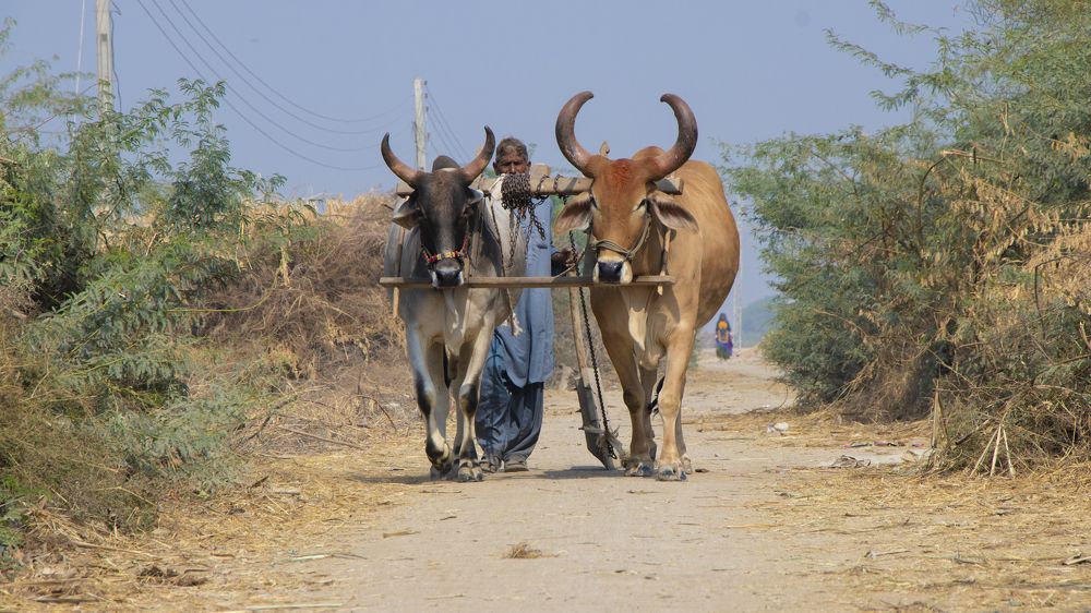 A man plows a field with a bull