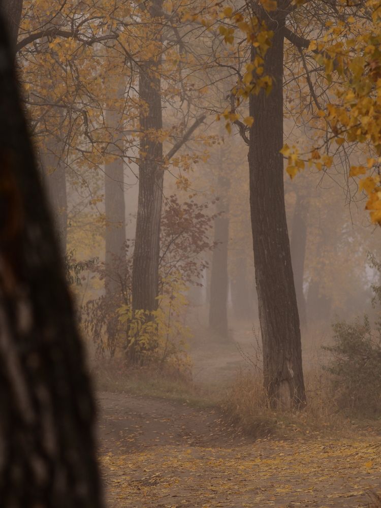 Photograph by Светлана Шибаршина