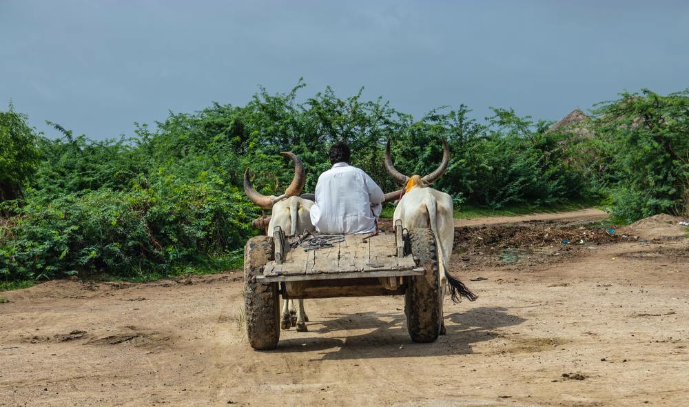 Farmer Riding Oxcart