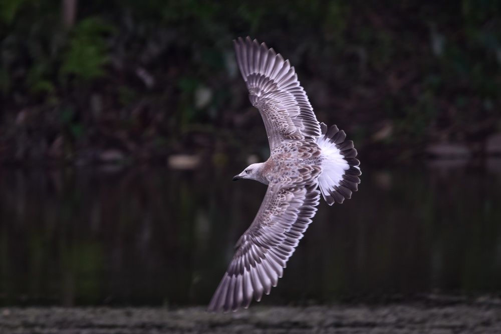 Photograph by Sujoy Chanda