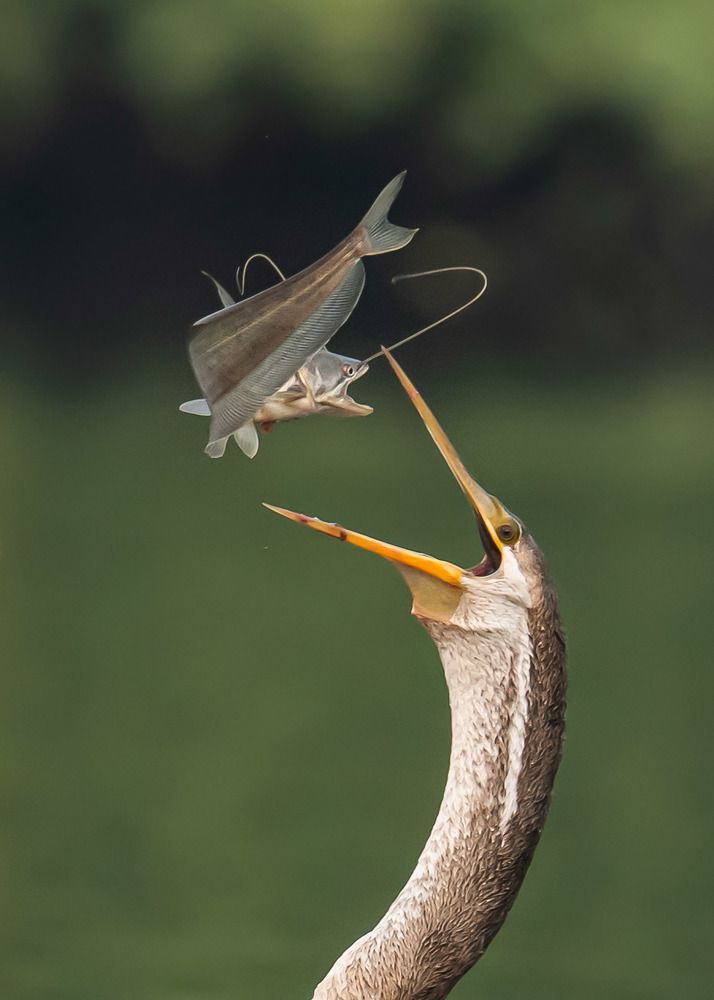 Real Boss Of A Toss. Darter with a Big toss.