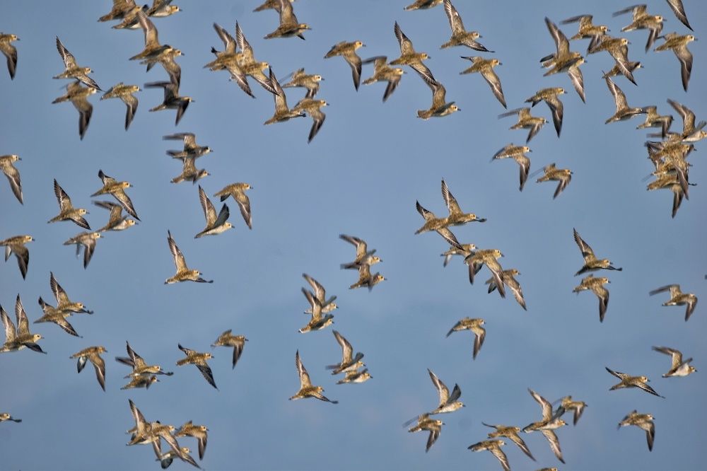 Photograph by Sujoy Chanda