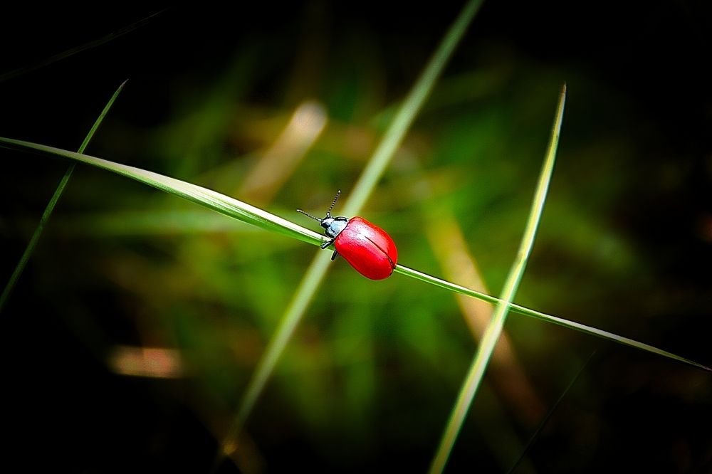 Фотография автора Jaroslav Hanzalík