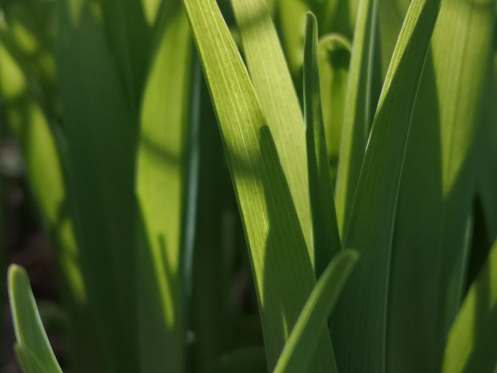 Свет в траве