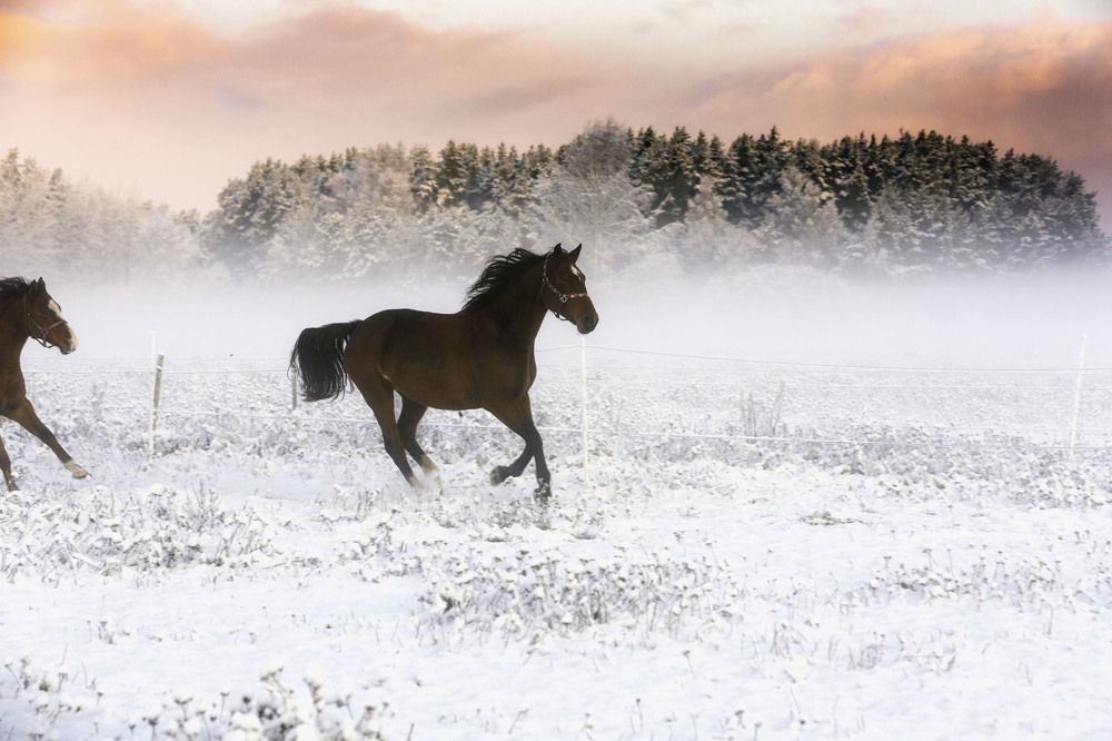 Photograph by Renate Tompsone