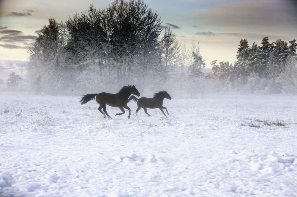 Photograph by Renate Tompsone