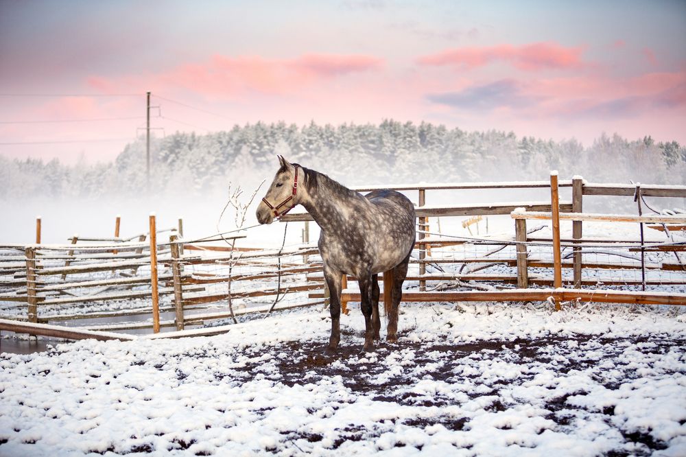 Photograph by Renate Tompsone