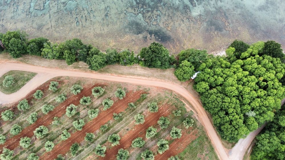 Photograph by Renate Tompsone