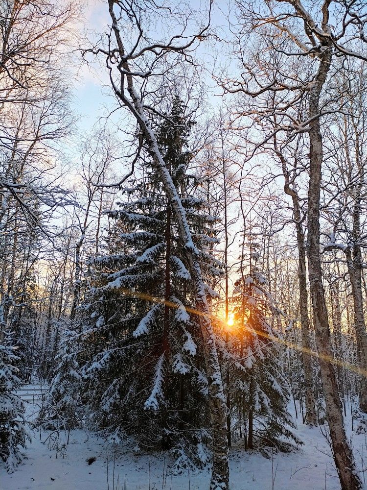 Закат в зимнем лесу.