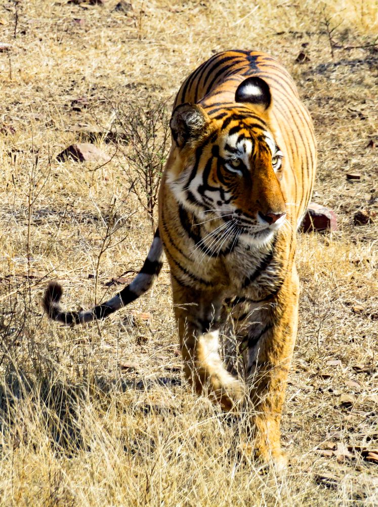 Photograph by Susmita Paul