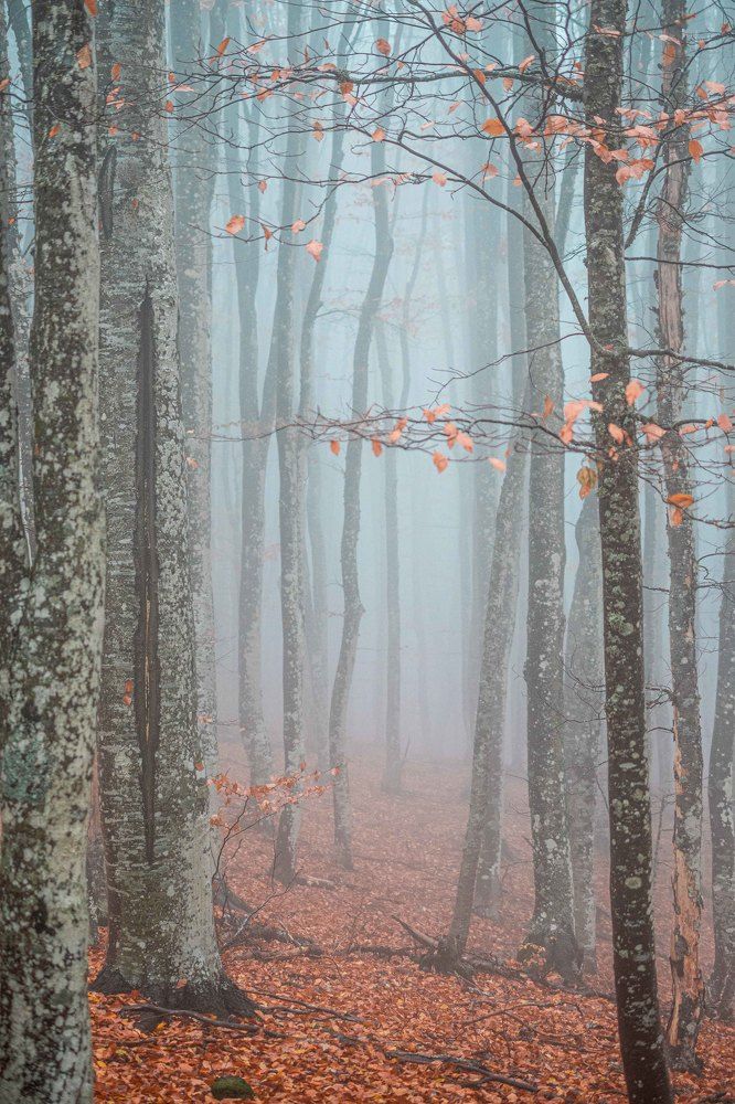 Фотография автора Ирина Назарова