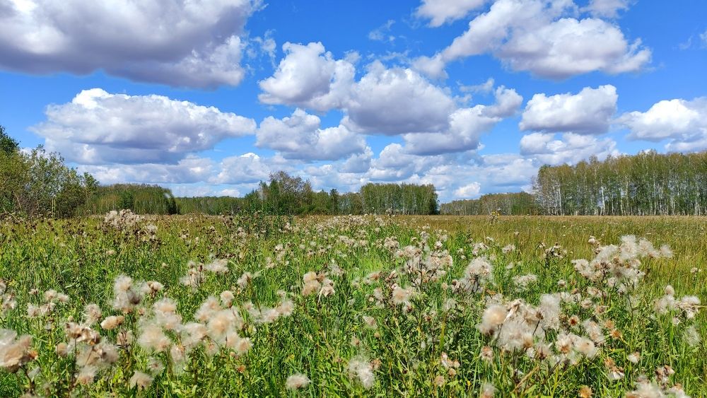 В сибирском поле.