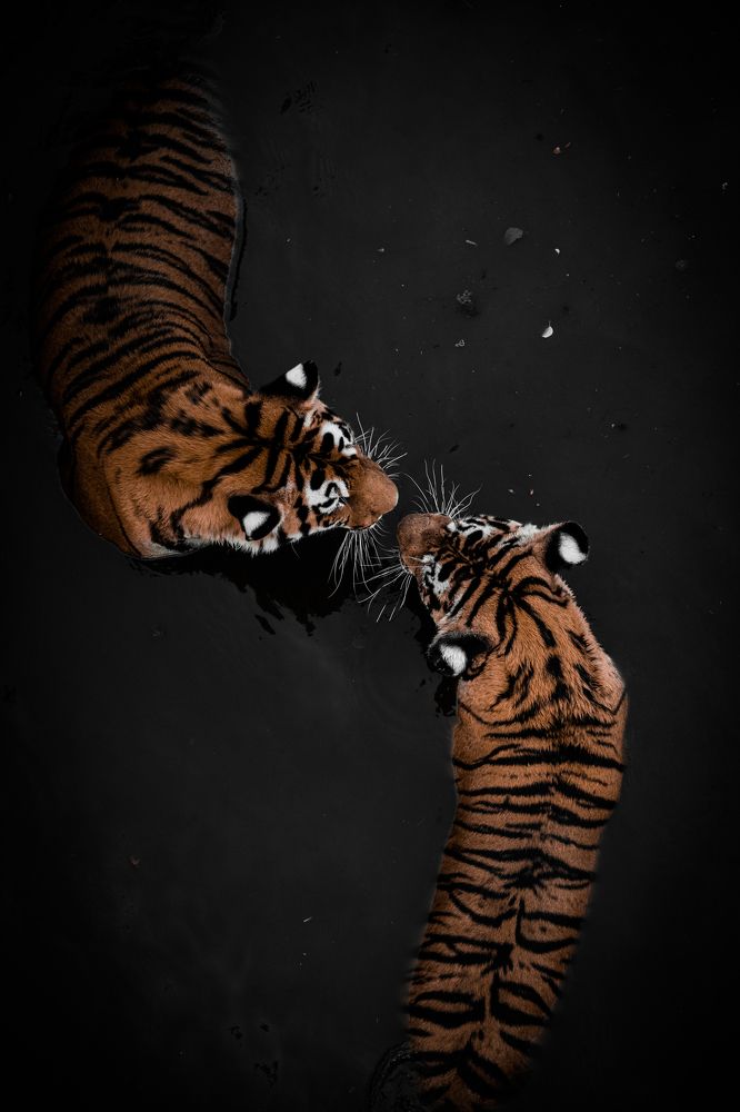 Photograph by Александр Шинкаревский