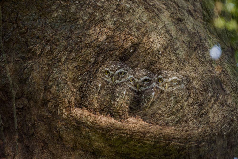 Photograph by Kshitij Patle