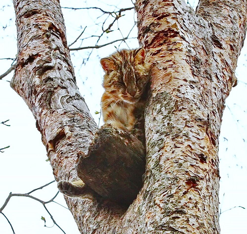 Фотография автора АЛЕКСАНДР ЦЫГЕЛЬНЮК