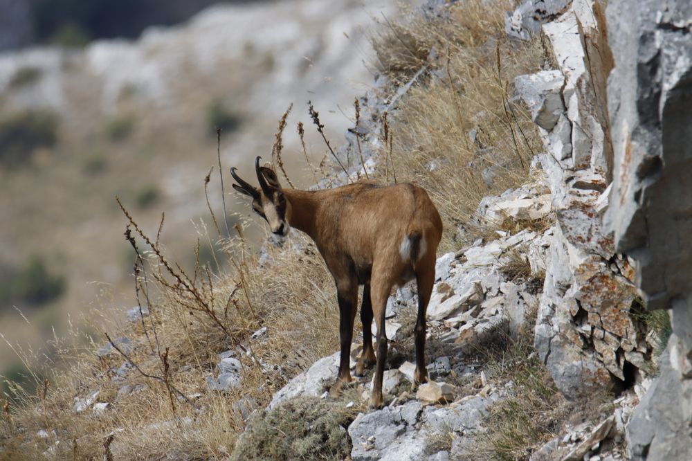 Photograph by Dejan Sajko