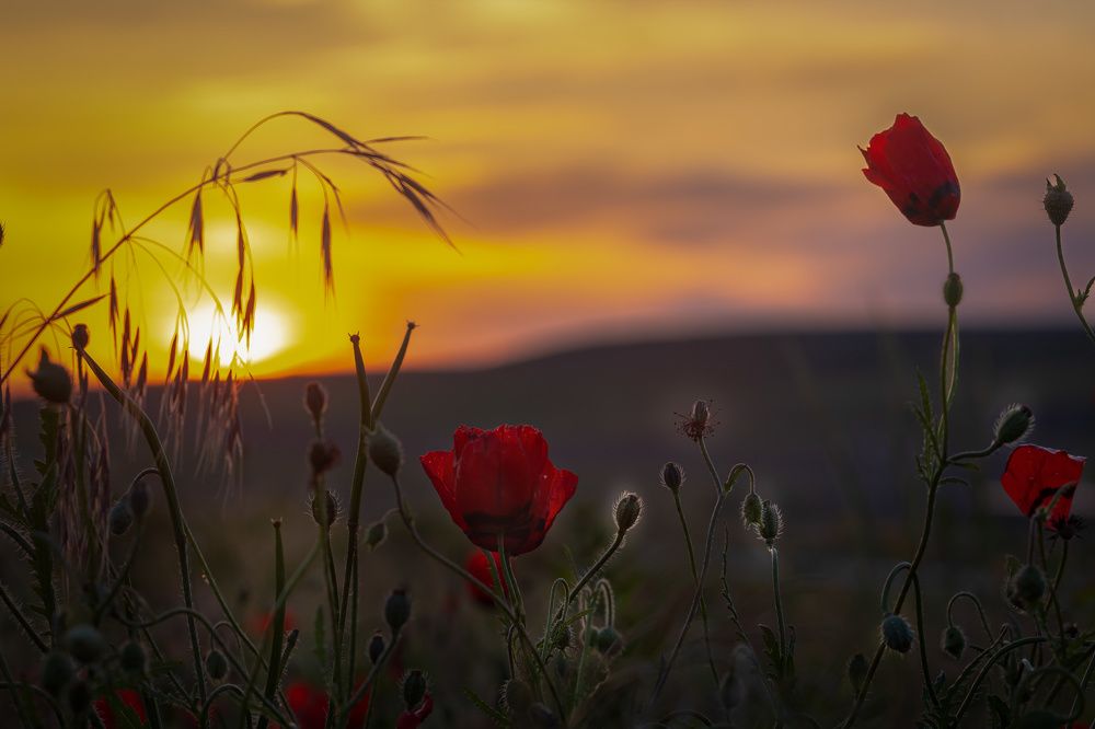 Hissar poppy, at sunset