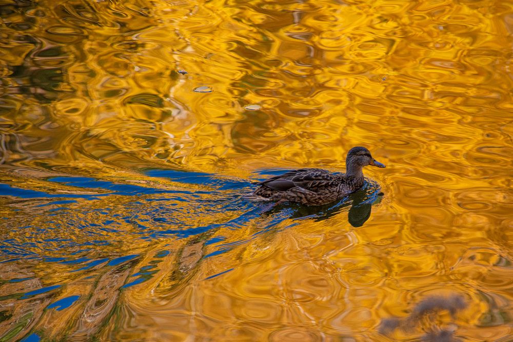 Photograph by Ирина Степанова