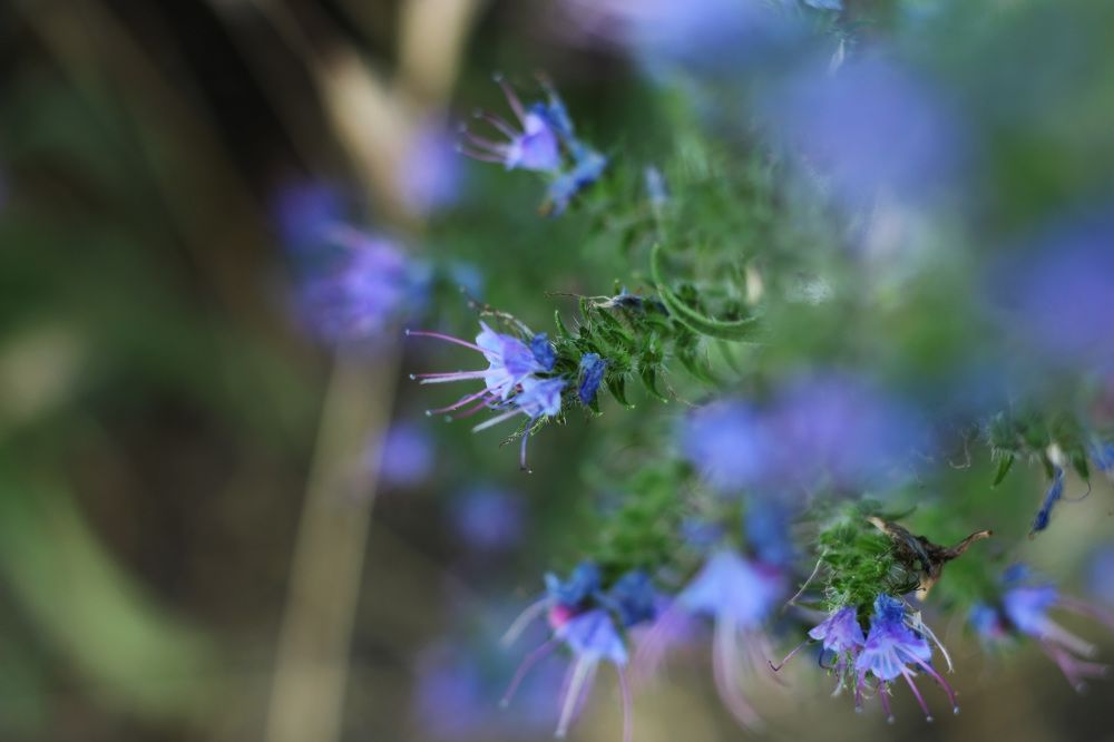 Photograph by Irina Magdalena Bivolaru