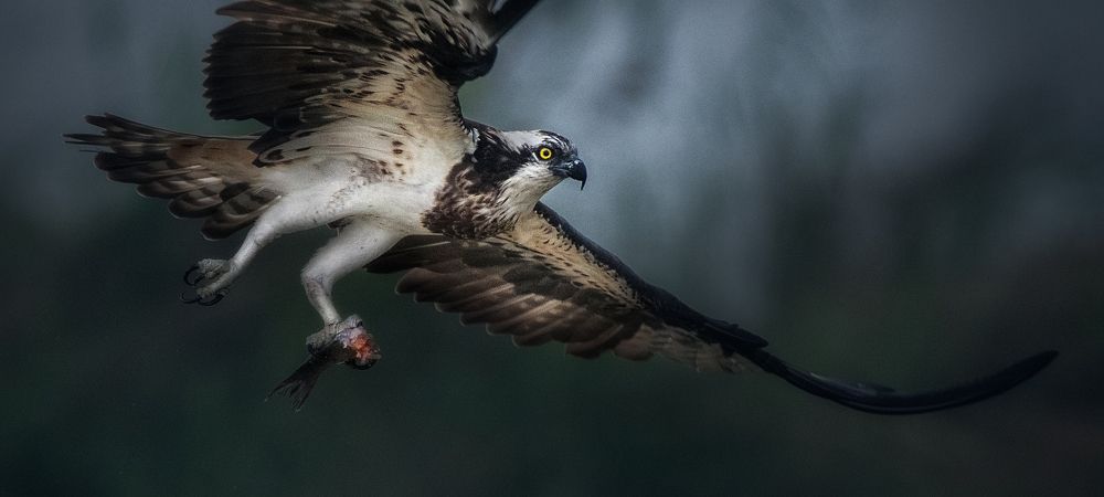 Photograph by Jayanta Guha