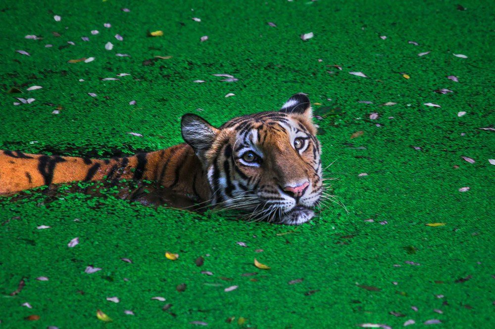 Photograph by Partha Chakraborty