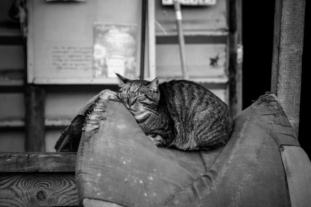 Photograph by Денис Копкин