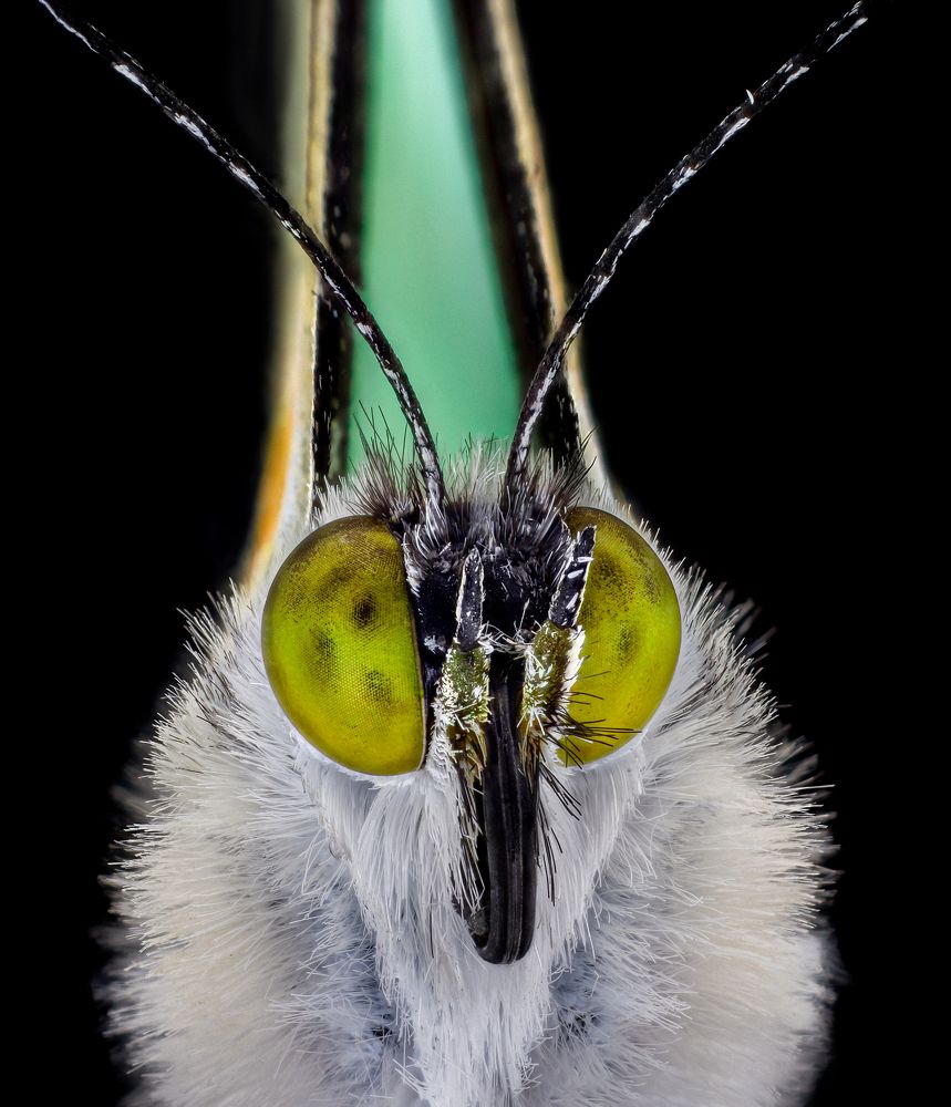 Macrophotography of Leptophobia aripa