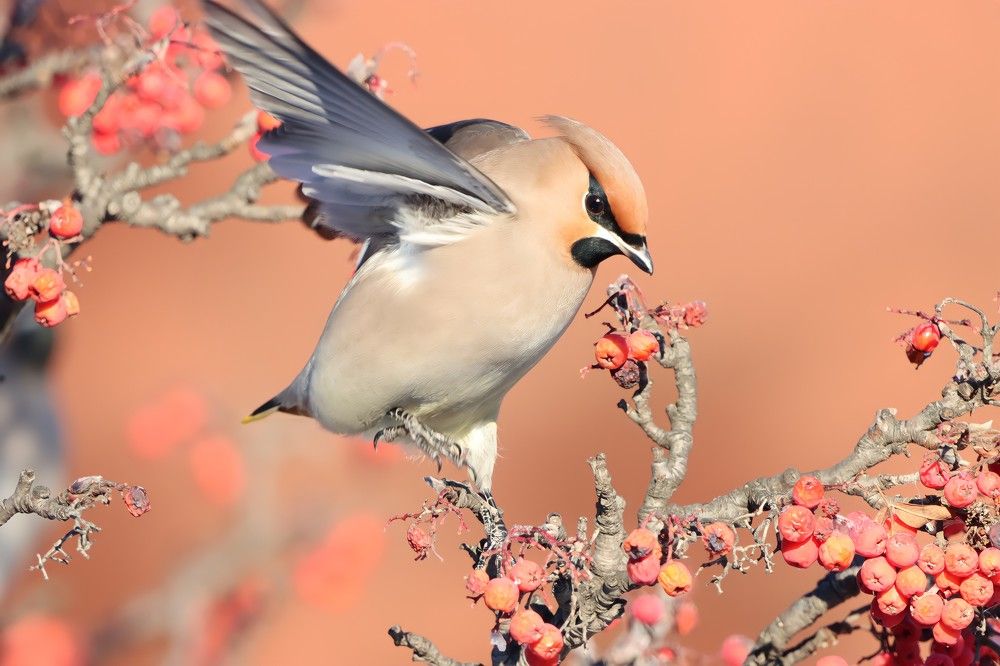 Сладка ягодка рябина