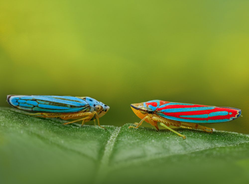 Graphocephala coccinea, meeting