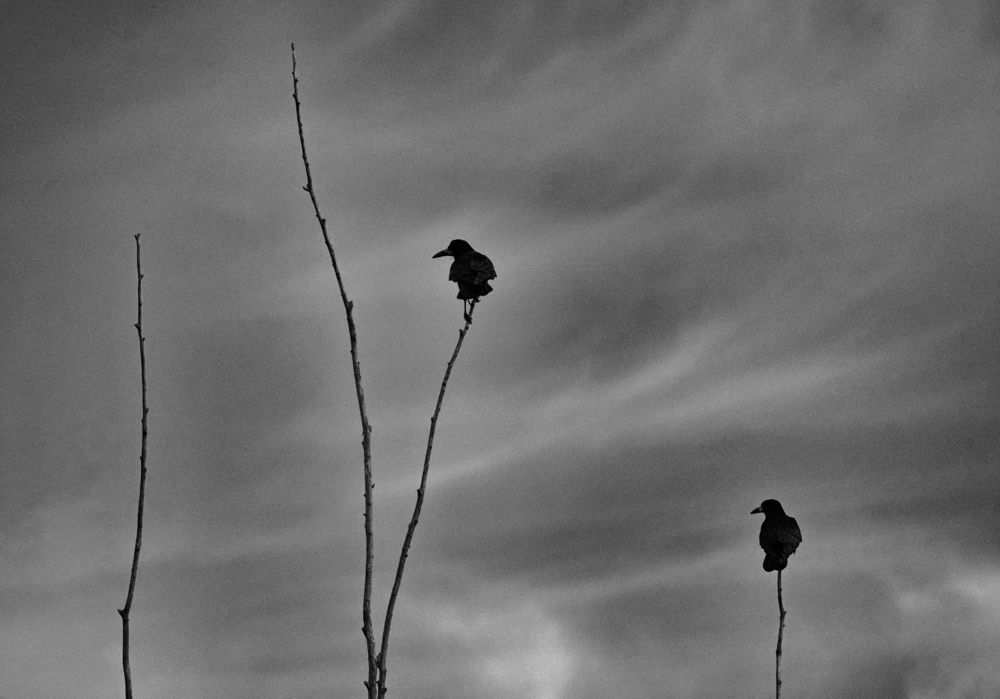 Фотография автора Malkhaz Svanidze