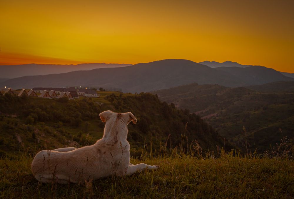 Mallow admires the sunset