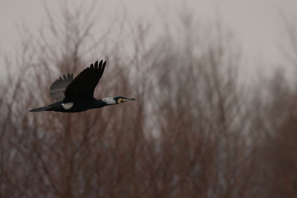 Photograph by Dejan Sajko