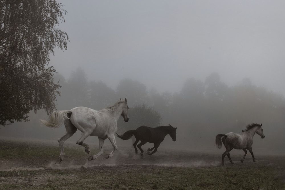 Фотография автора Коршак Елена