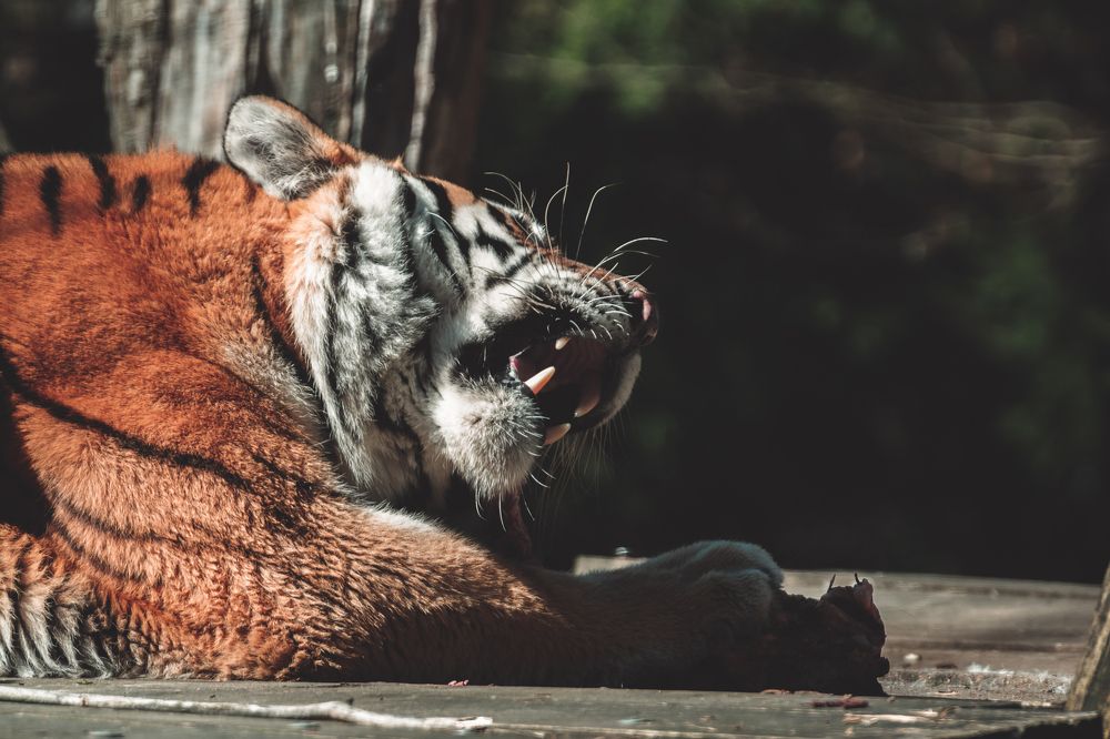 Photograph by Fahrudin Seferagić