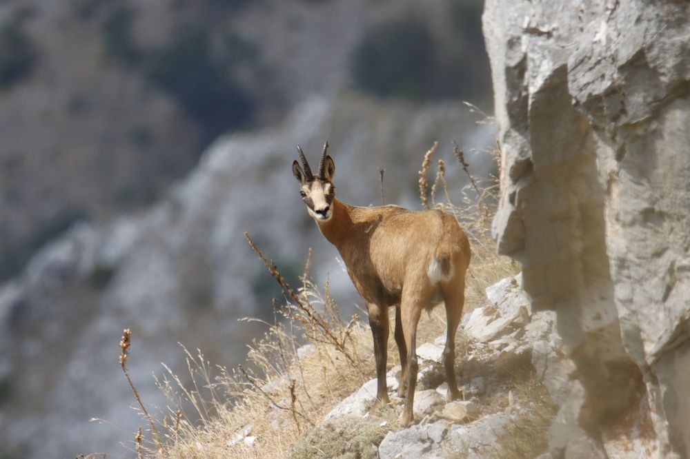 Photograph by Dejan Sajko