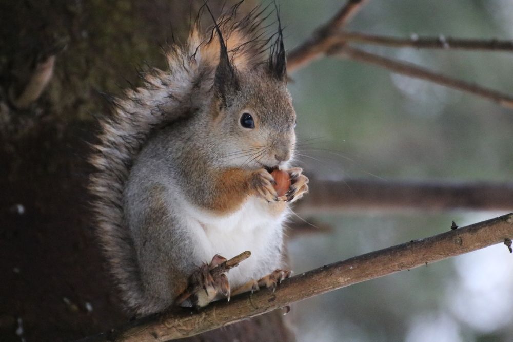 Photograph by Евгения Малафеева