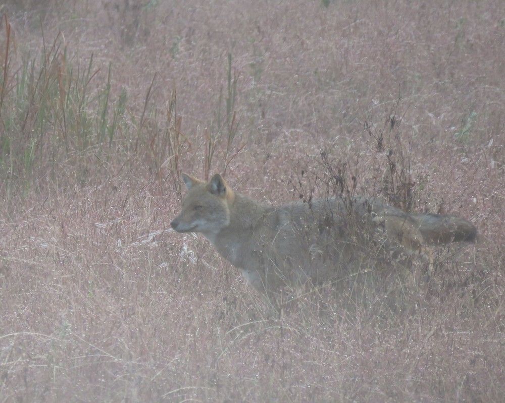 Jackal emerges from the fog