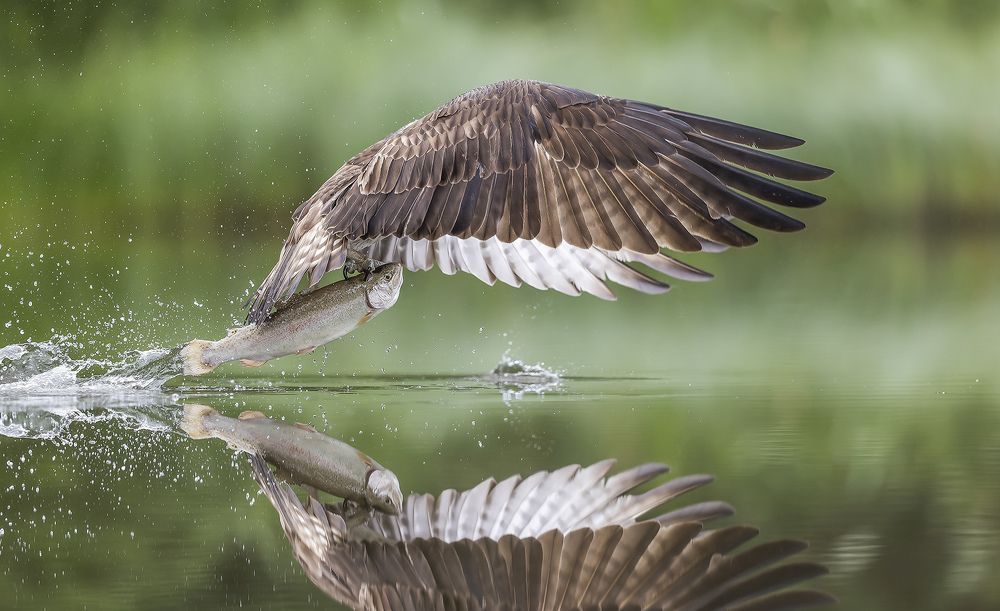 Osprey catching trout
