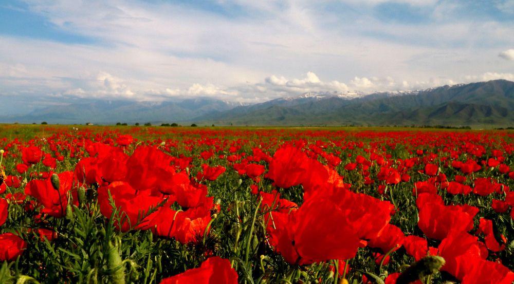 красота спасет мир