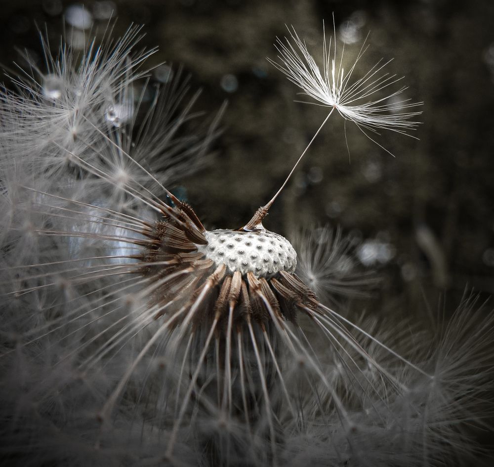 Photograph by Ольга Еженевская